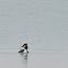 Great Crested Grebe