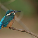 Common Kingfisher