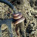 Eastern Worm Snake