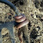 Eastern Worm Snake