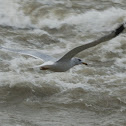 Ring-billed Gull