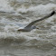 Ring-billed Gull