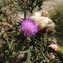 Thistle