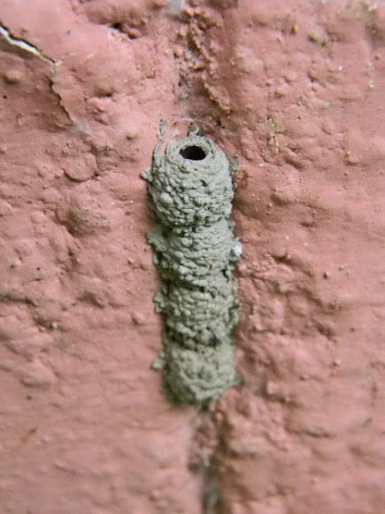 Spotting Image 1
