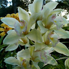 Orchid