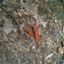 Eastern Newt