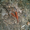 Eastern Newt