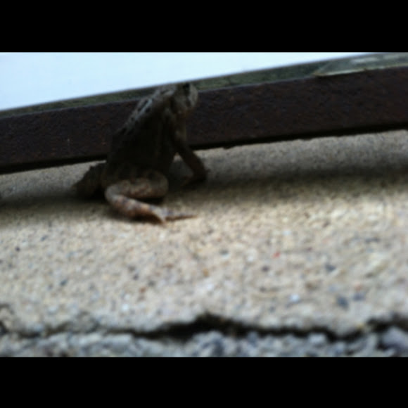 Spotting Image 1