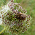 Carpocoris mediterraneus