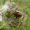 Carpocoris mediterraneus