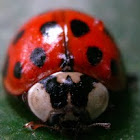 Ladybug