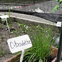 Chives (ciboulette)