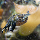 Cuttlefish