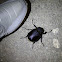 Rhinocerous beetle