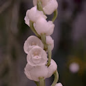 Orquídea