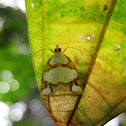 plant hopper