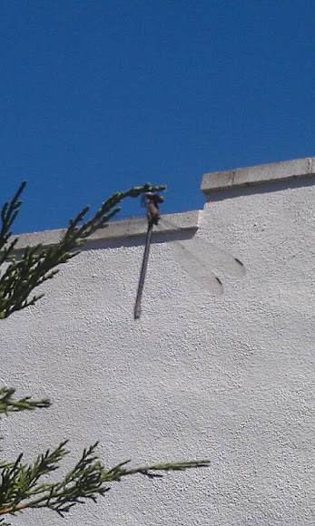 Spotting Image 1