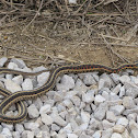 Red-sided gartersnake