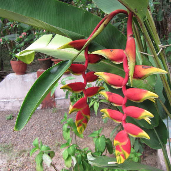 Spotting Image 1