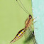 Yellow Owl-fly