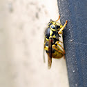 Yellow Jacket