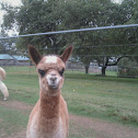 Alpaca