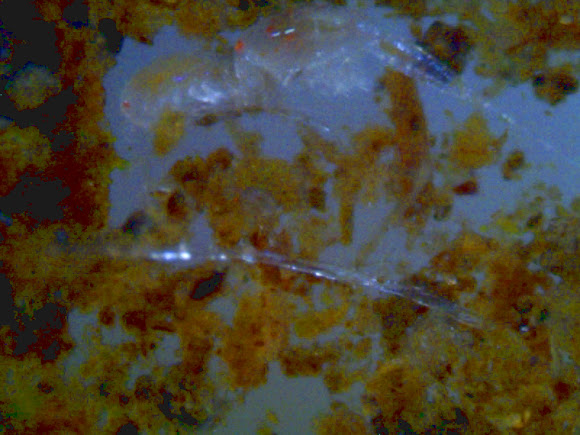 Spotting Image 1