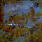 Copepods