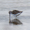Marsh Sandpiper; Archibebe Fino