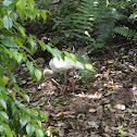 American White Ibis