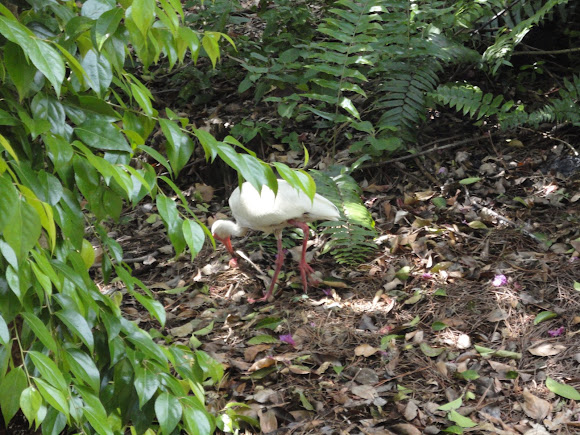 Spotting Image 1