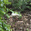 American White Ibis