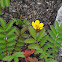 Silverweed