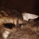 Raccoon
