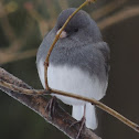 Dark-eyed Junco
