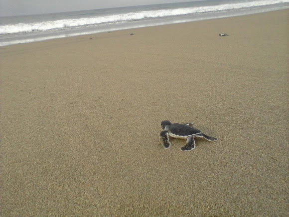 Spotting Image 1