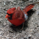 Northern Cardinal
