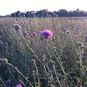 Purple thistle