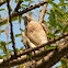 Shikra
