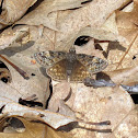 Horace's Duskywing