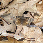 Horace's Duskywing