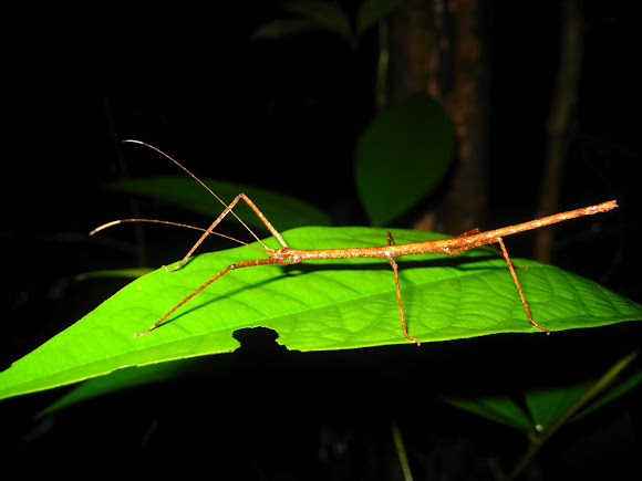 Spotting Image 1