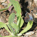 uncertain butterfly