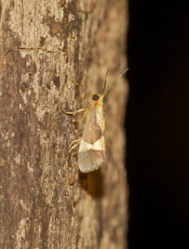 Spotting Image 1