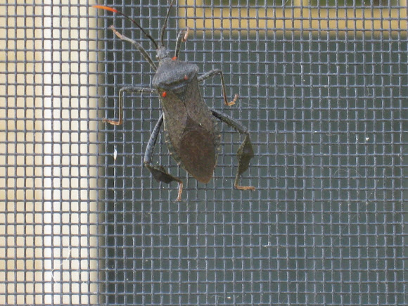 Spotting Image 1