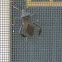 giant leaf bug