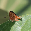 Common Silverline