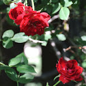 Red Cascade