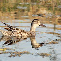 Garganey