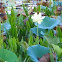 Lotus Lily